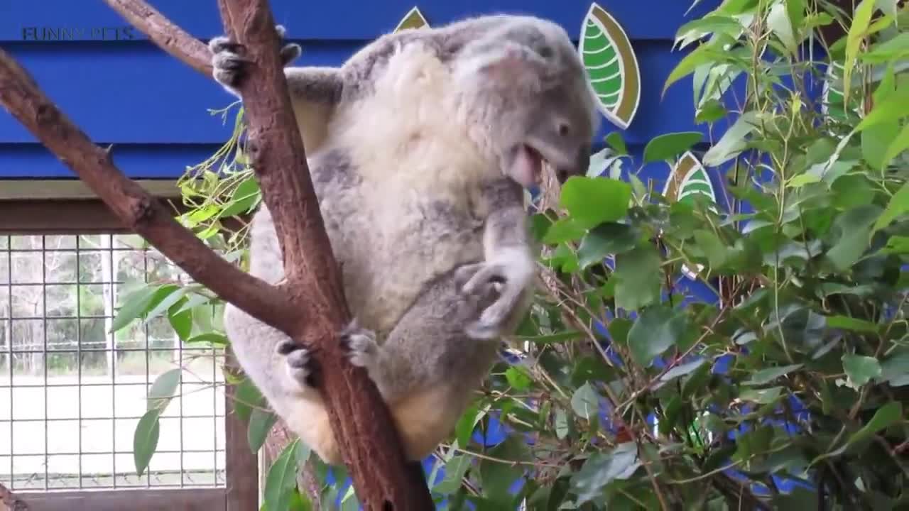 Cute Koalas Playing 🐨 Funny Koala Bears [Funny Pets]