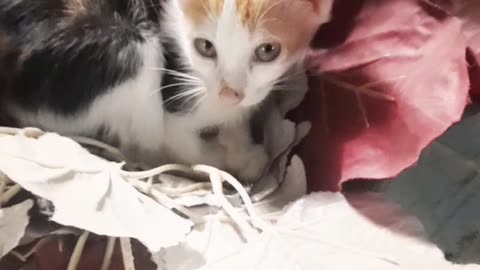 Cat sitting on flower vase