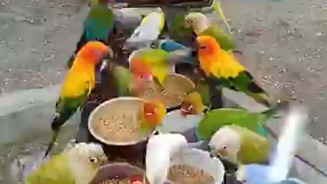 Watch the parrot eating