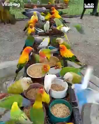 Watch the parrot eating