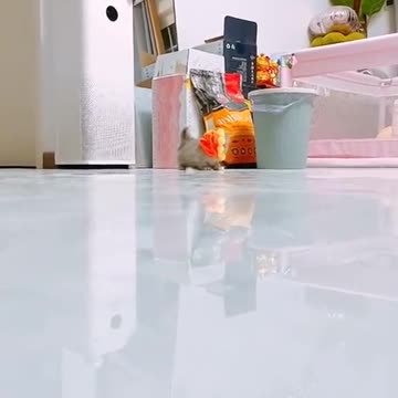 Did you hear the last meow 🐱