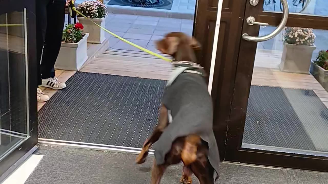 Doberman Fears Going Through Open Door