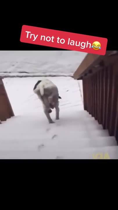 FUNNY DOG - One way to keep ur feet dry