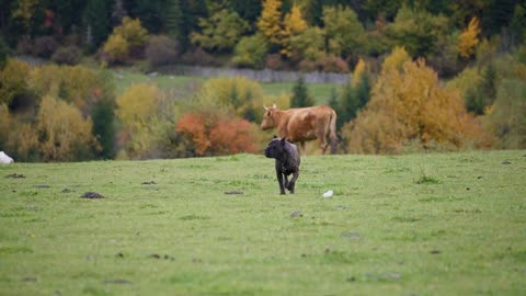 Cow running after big brown bulldog
