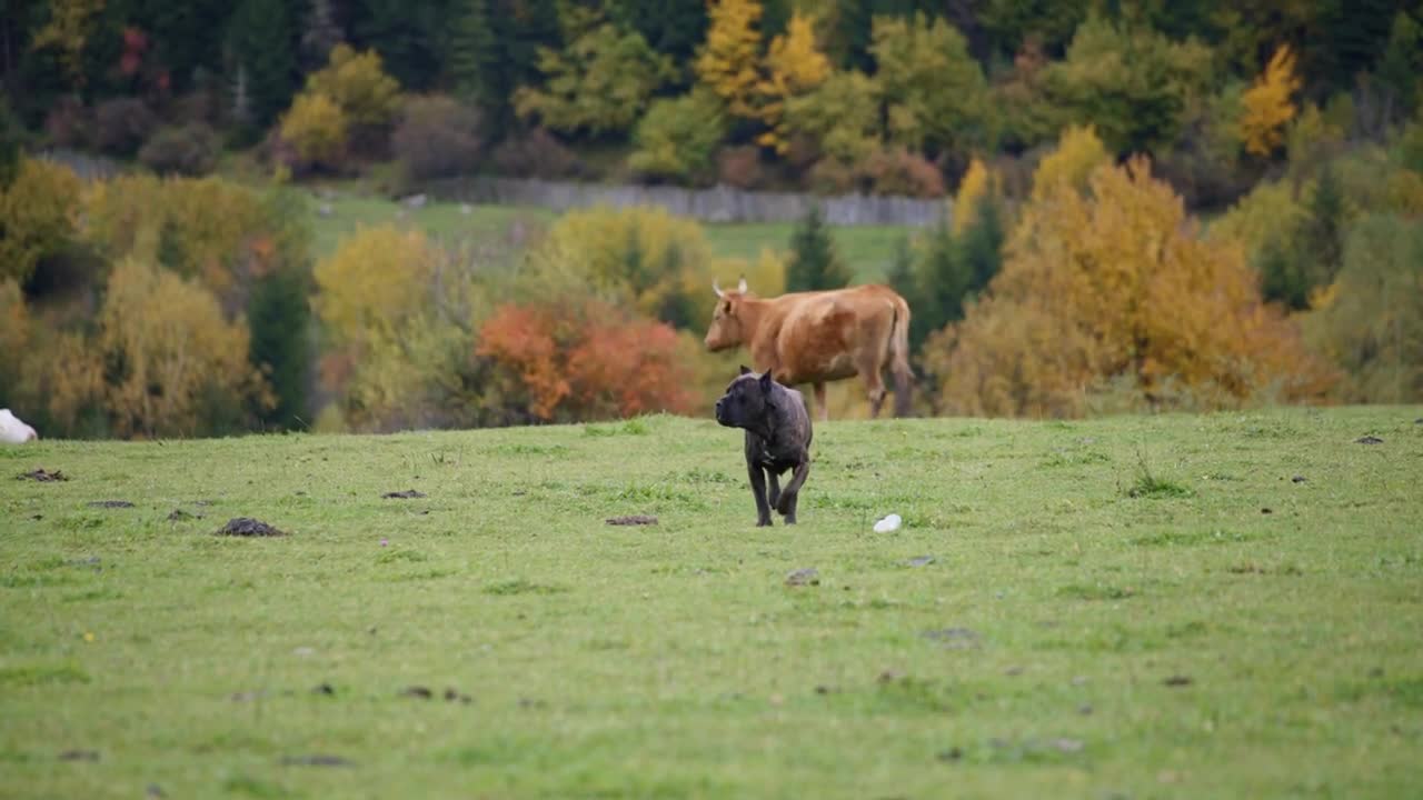 Cow running after big brown bulldog