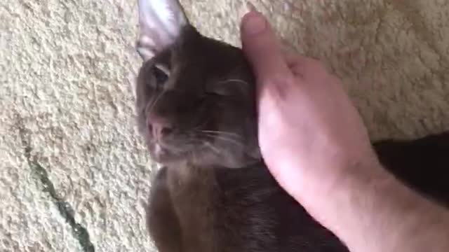 Happy cat )))