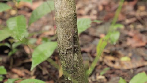 Gecko waits cautiously