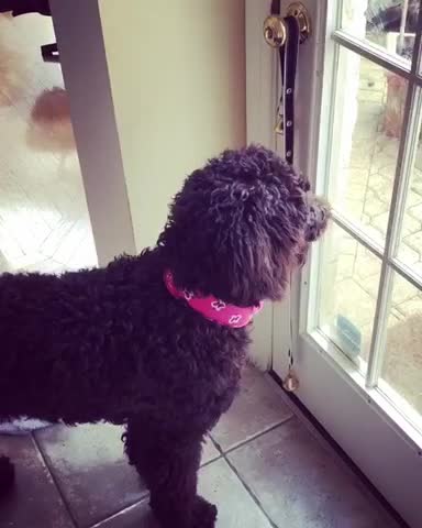 Educado perro toca un timbre cuando quiere ir afuera