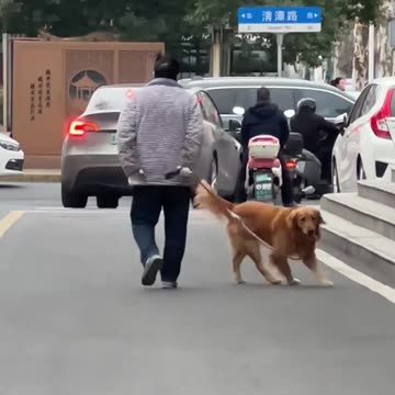 Doggo so happy to be walking with dad 😍😍