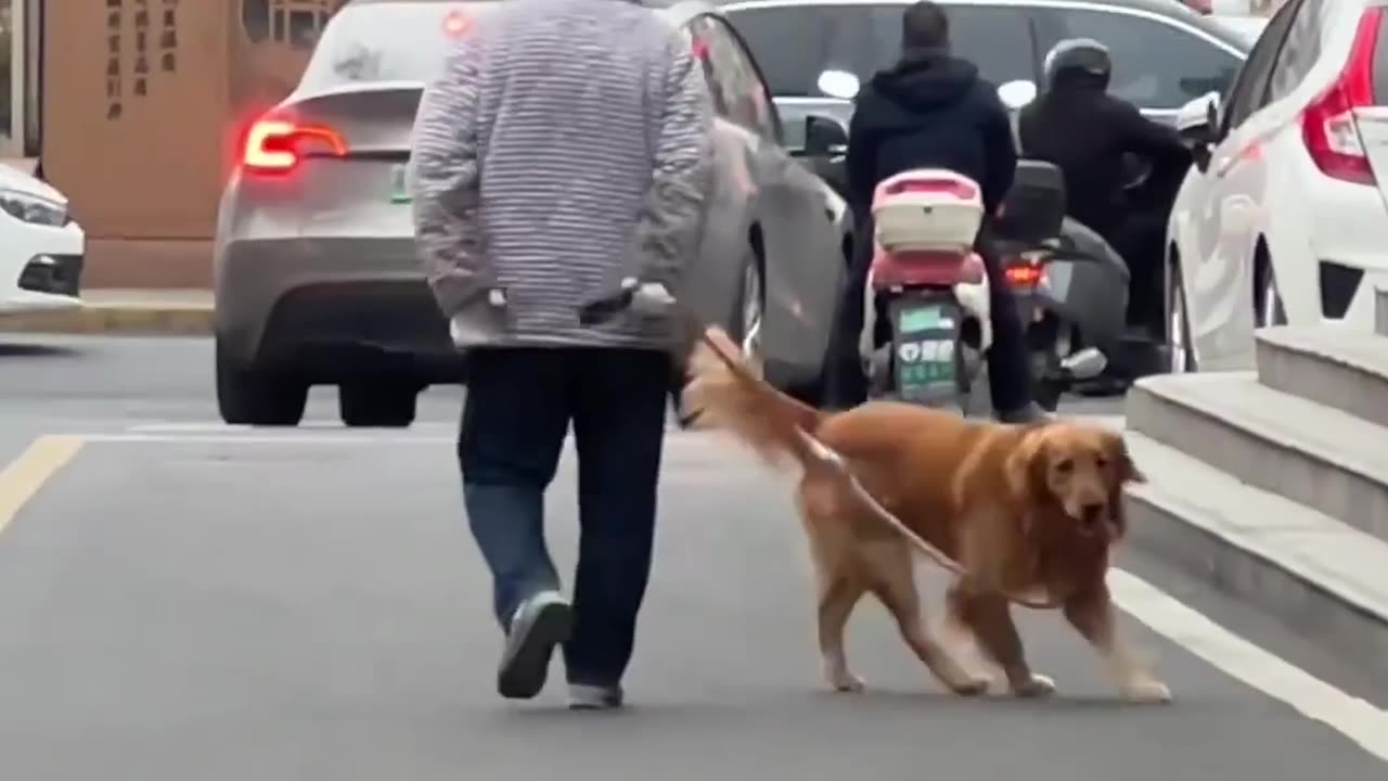 Doggo so happy to be walking with dad 😍😍