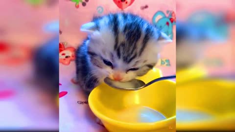 The Sweet Cat Eat Milk