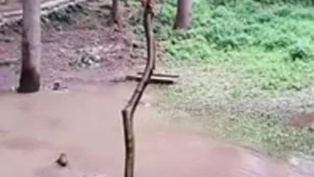 macaquinhos pulando na água