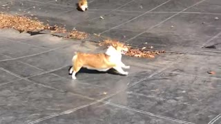 Corgis on the rampage