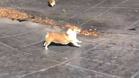 Corgis on the rampage