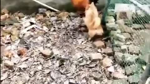 Chicken VS Dog. Funny Fight. Do not repeat.