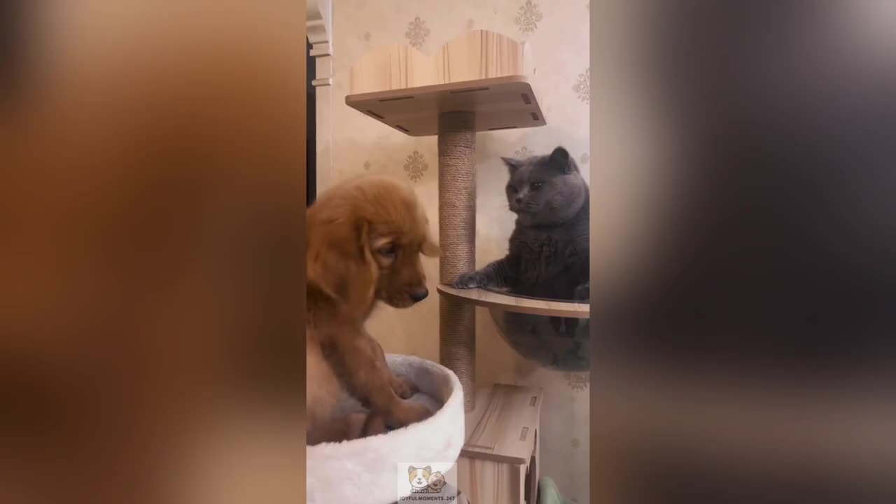 Best of Cat and Dog Comedy Compilation