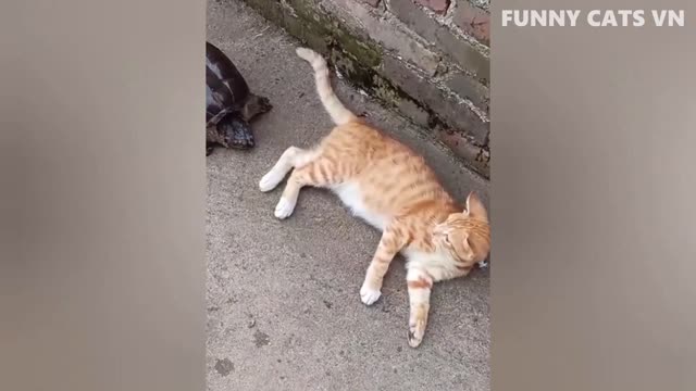 funny cute cat video