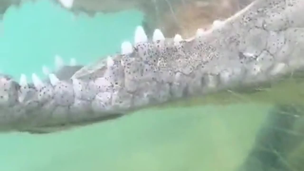 The Miami Zoo has an underwater tunnel for the closest encounter with a crocodile.