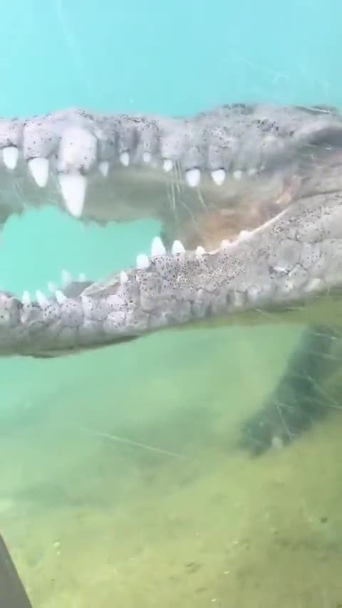 The Miami Zoo has an underwater tunnel for the closest encounter with a crocodile.