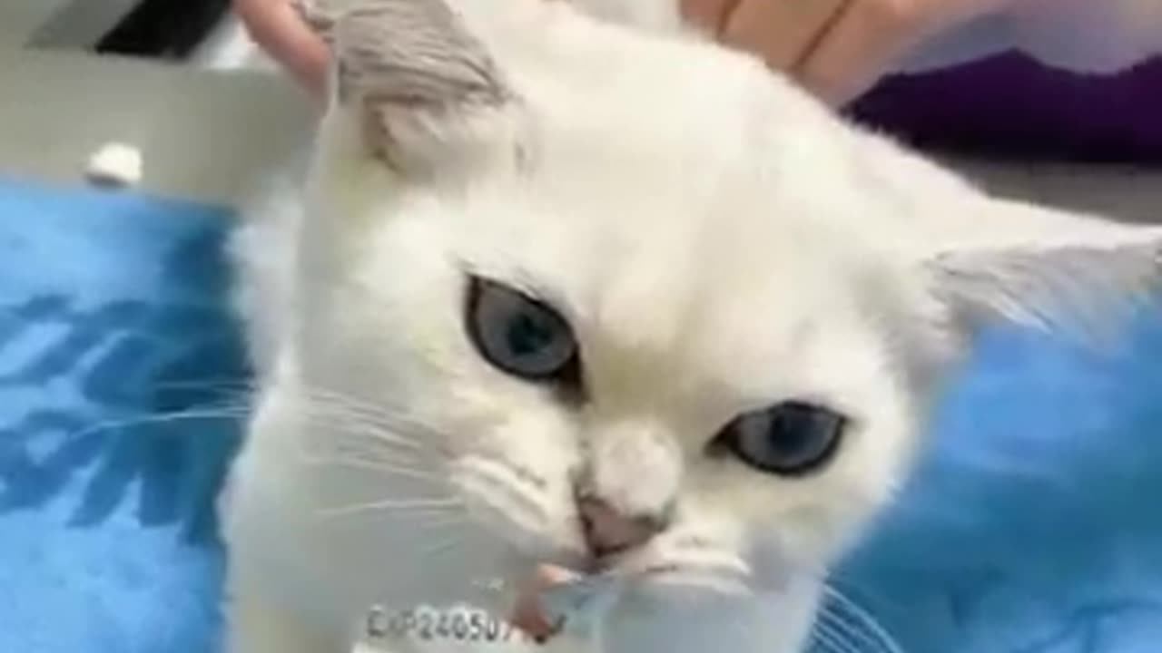 Cat funny video