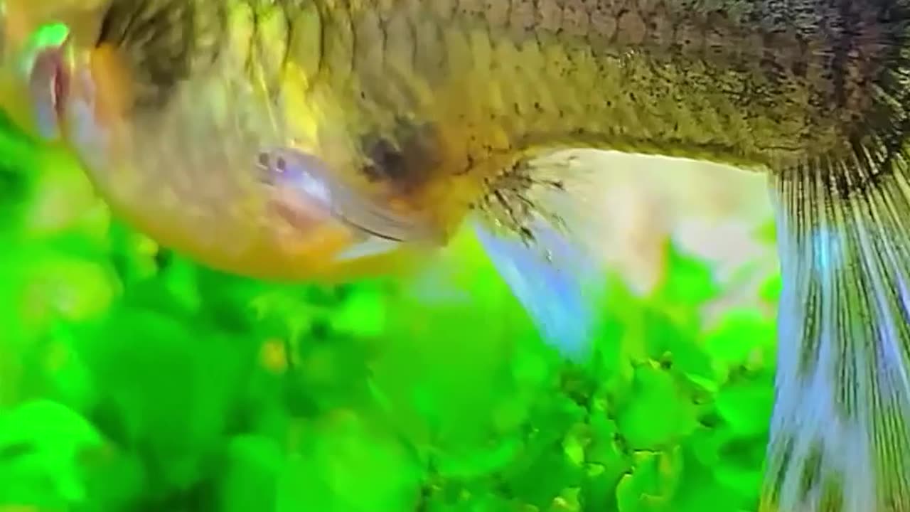 fish give birth babies