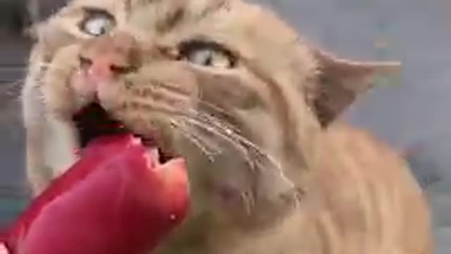 Funny Cat video# just funny