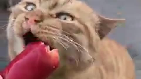 Funny Cat video# just funny