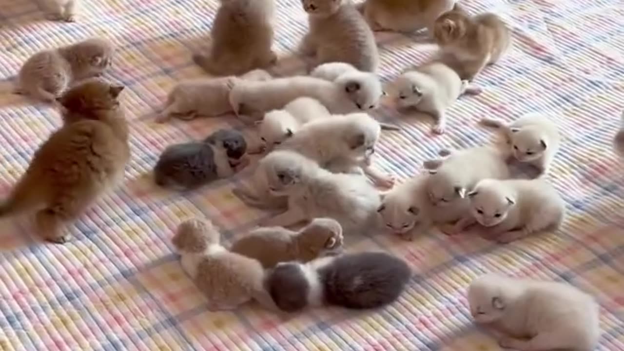 kittens playing on the bed.😲😲