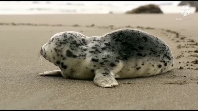 Cute animal