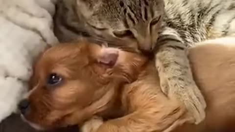 A beautiful cat and her well-groomed dog