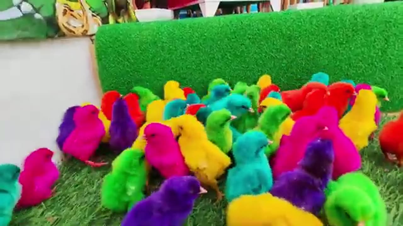 FUNNY CHICKEN RAINBOW