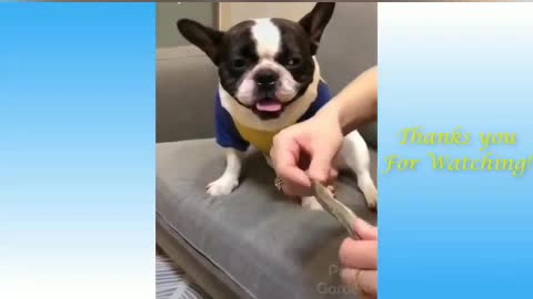 FUNNY DOG REACTION | TRY JOT TO LAUGH BONK 🐶🐶😂