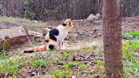 Cute pregnant cat resting 🥰 #catvideos #meowing #streetcats