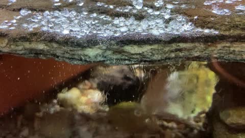 Oddly satisfying the way the salt can be seen dissolving in the fish tank