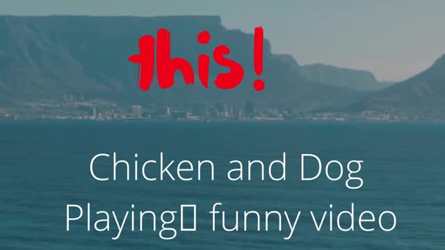 Chicken and Dog Playing funny videos