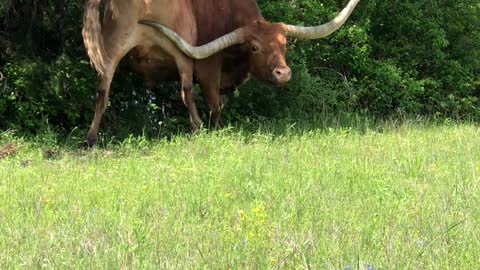 Itchy Texas Longhorn