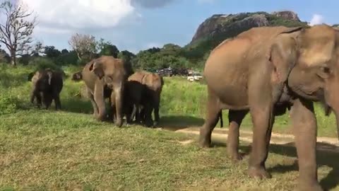 Sri Lanka Wild Elephant | Elephant in wild cross very close in jeep