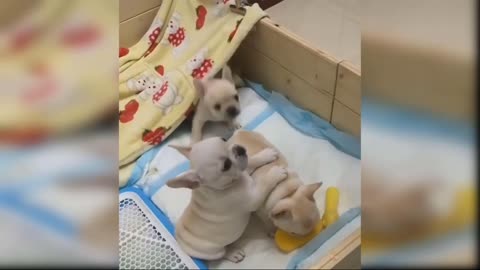 Cute baby dog's funny moments 😄