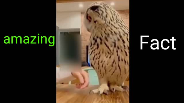 Animal Funny Video | Animal Fact in the World | Comedy Animal Video