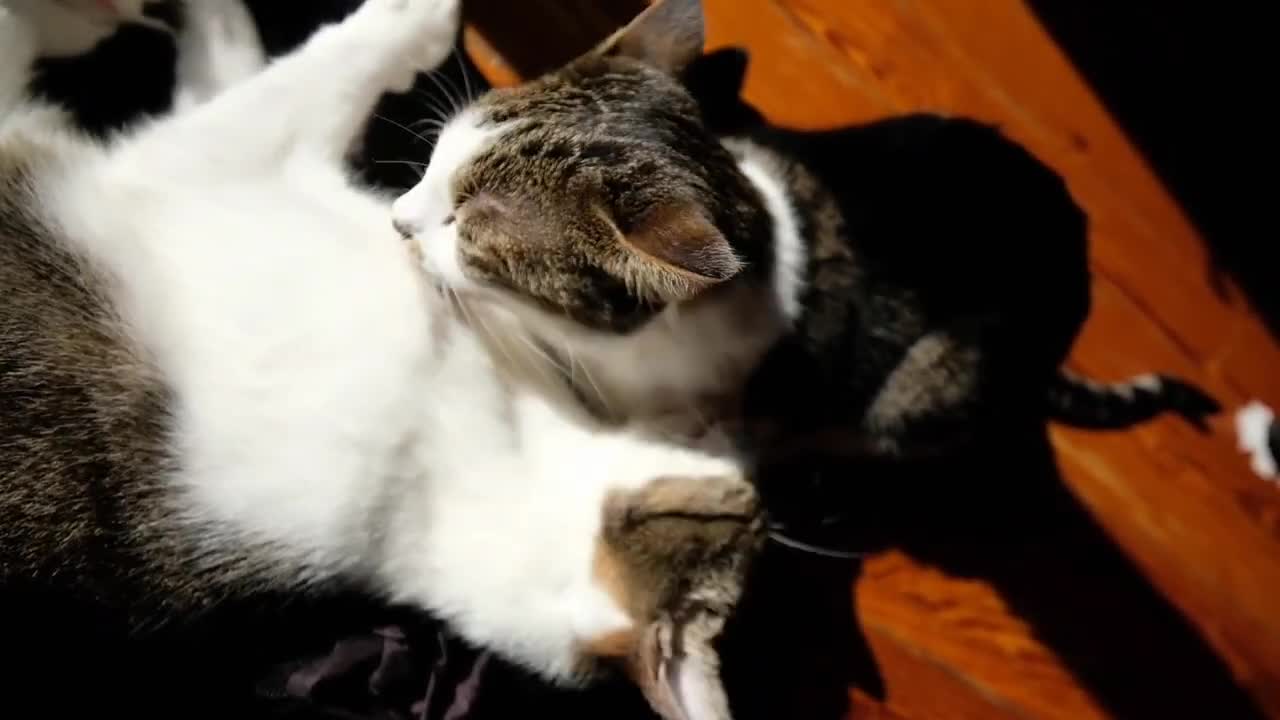 Romantic cat video (lovly)