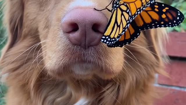 Cute dog with Beautiful butterfly you will be happy after that video