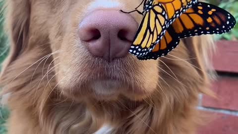 Cute dog with Beautiful butterfly you will be happy after that video