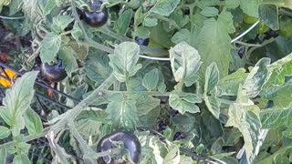 Garden Black Tomatoes