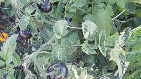 Garden Black Tomatoes