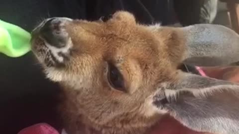 Feeding Kangaroo