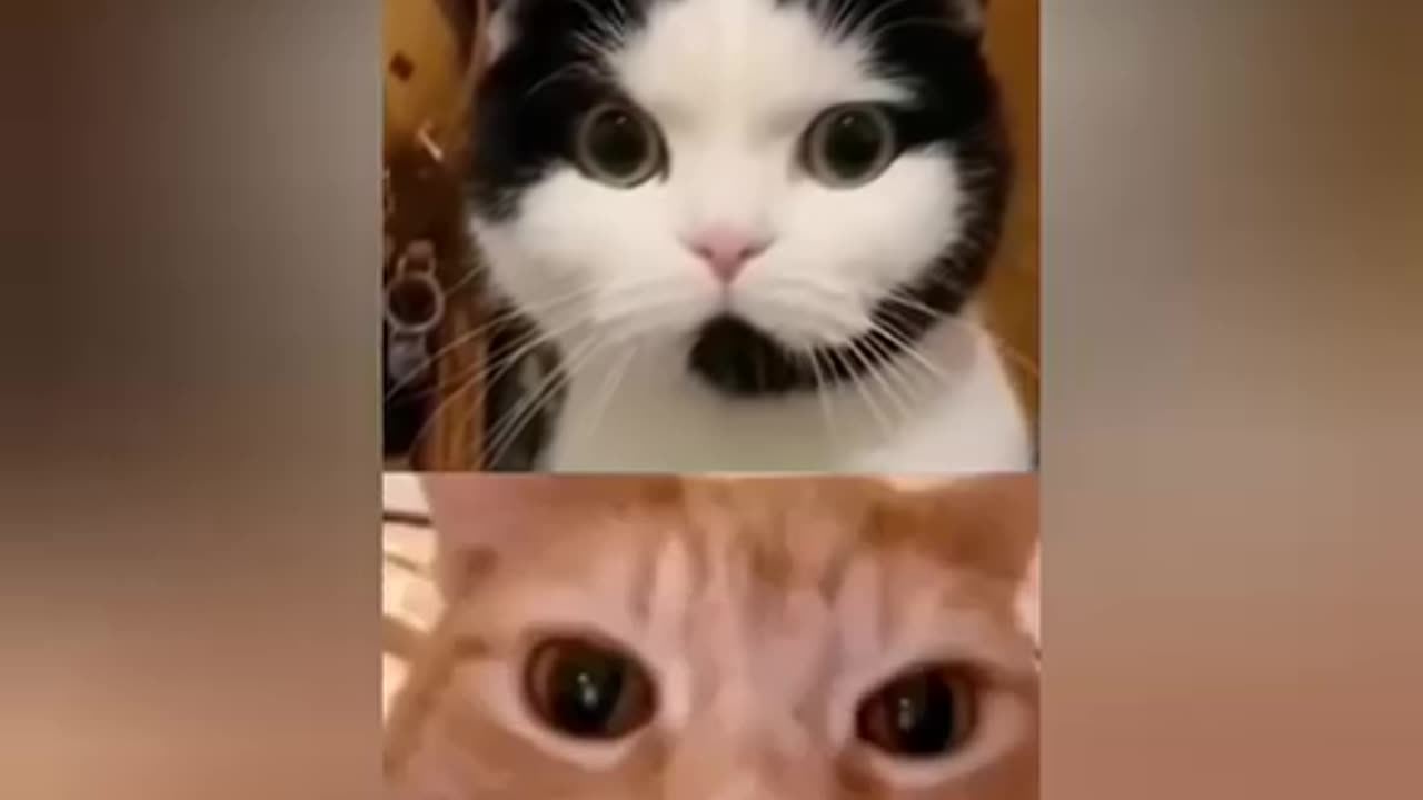 A Holy Cat 😹😆🤣