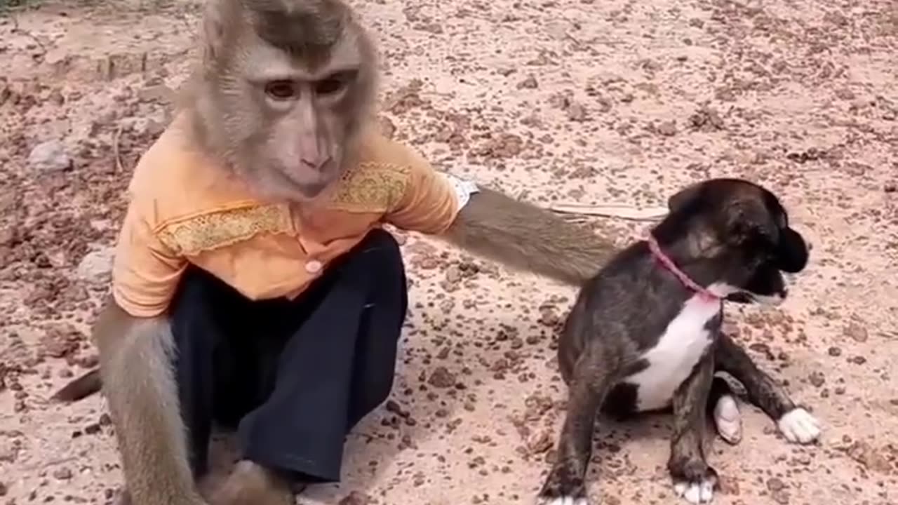 Funny animals videos