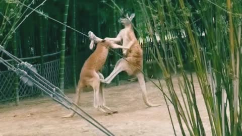 boxing fight with violent animal