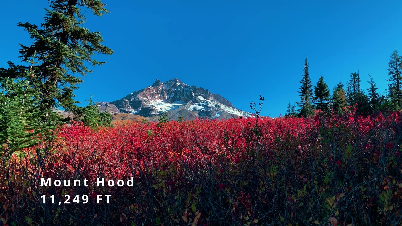 BITE-SIZED WILDS | A QUICK DOSE OF AUTUMN IN THE ALPINE MOUNTAINS! | Timberline Loop | Oregon | 4K