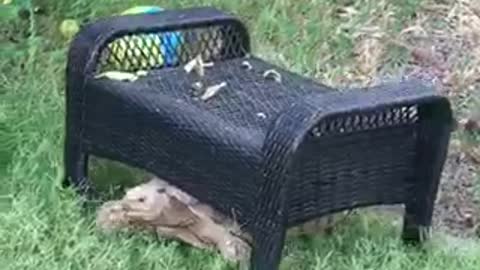 Turtle with a bench on back